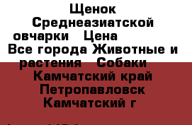 Щенок Среднеазиатской овчарки › Цена ­ 35 000 - Все города Животные и растения » Собаки   . Камчатский край,Петропавловск-Камчатский г.